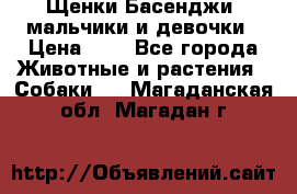 Щенки Басенджи ,мальчики и девочки › Цена ­ 1 - Все города Животные и растения » Собаки   . Магаданская обл.,Магадан г.